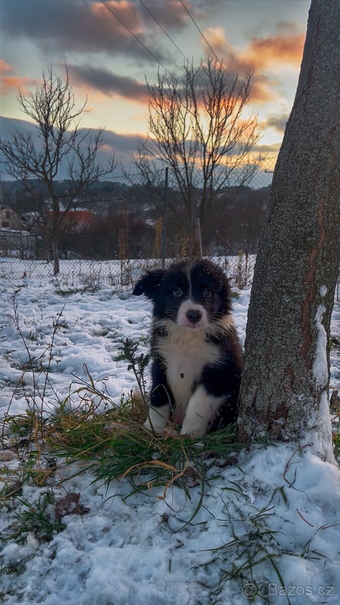 Štěňátka border kolie - 5