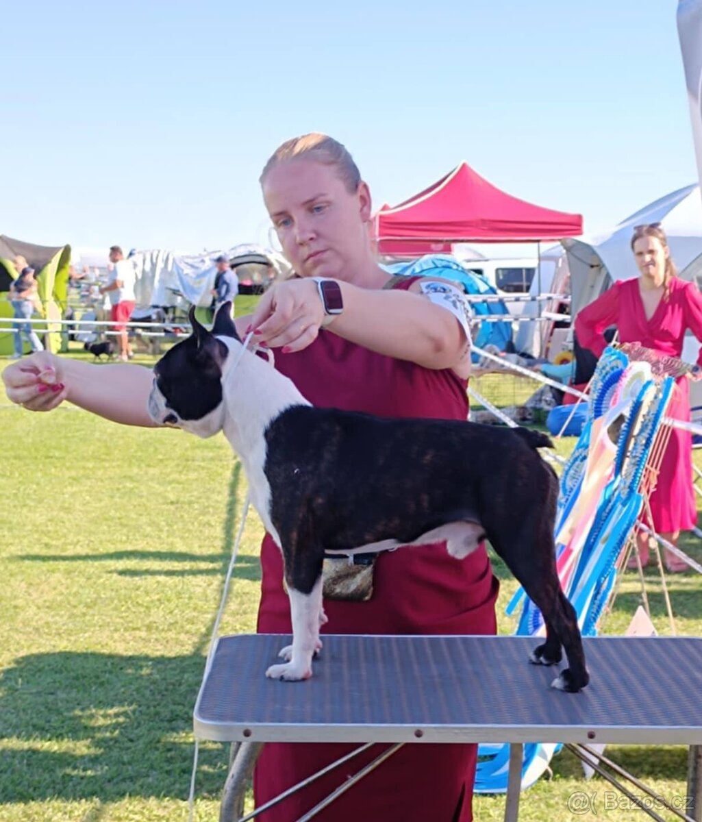 Boston, bostonský terier krytie. - 5