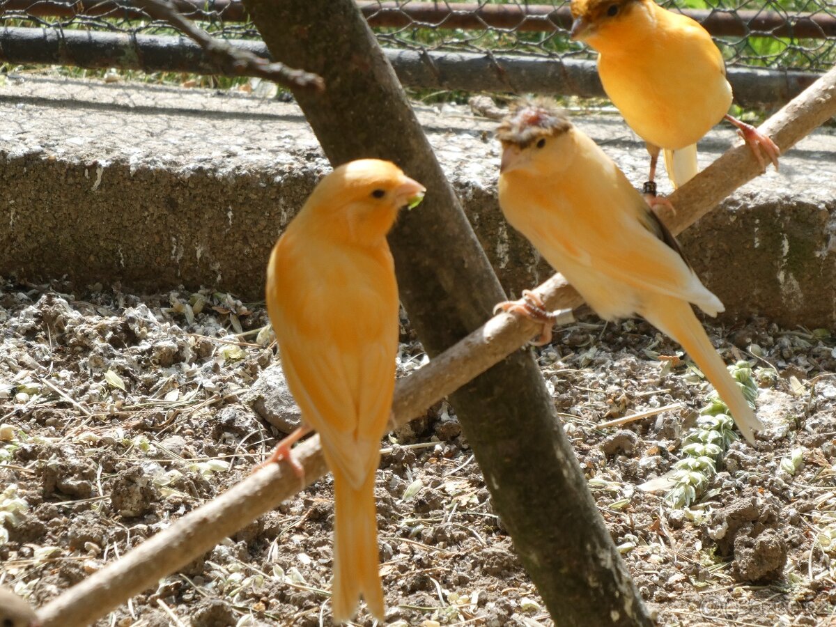 Prodám kanáry a zebřičky - 5