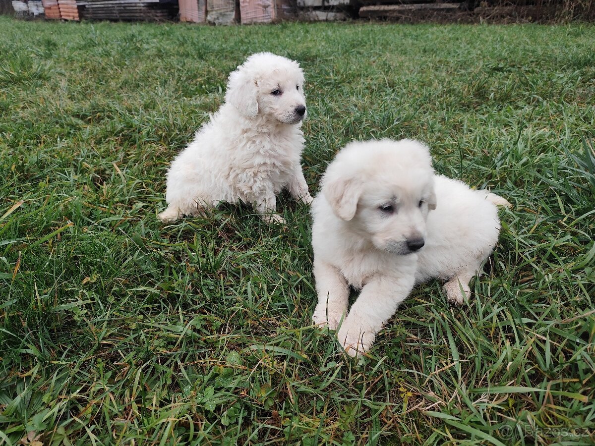 Slovenský čuvač bez PP - 5