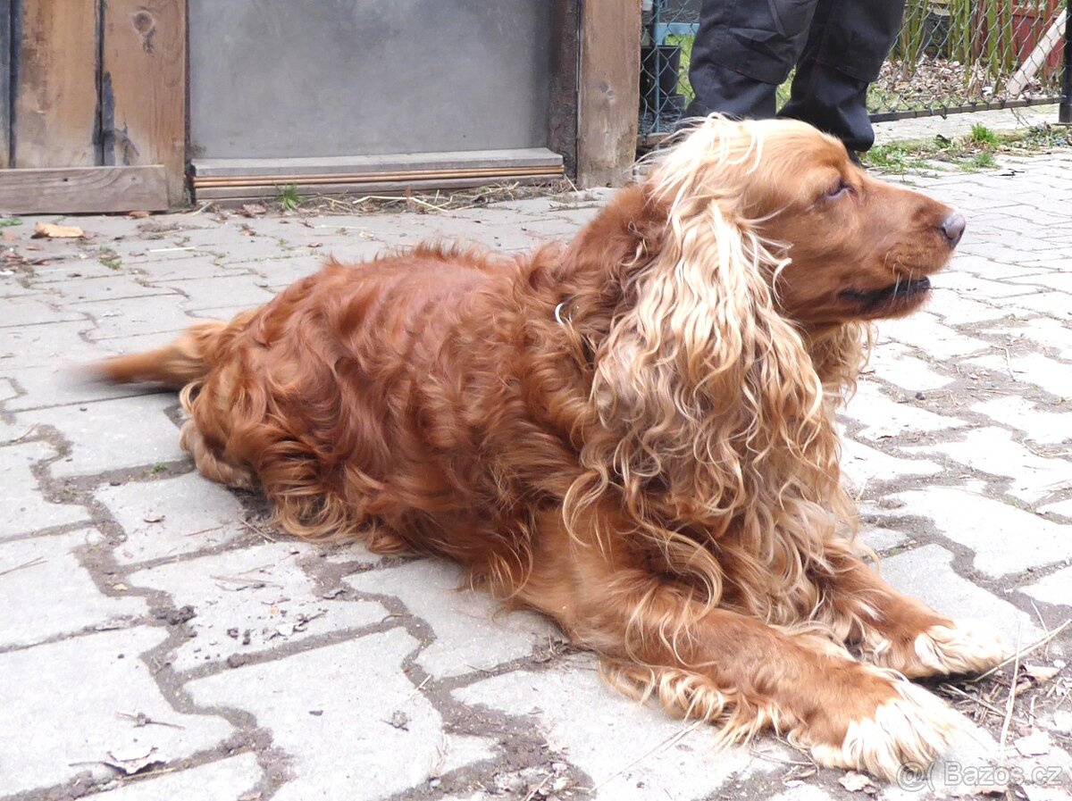 Zlatý kokršpaněl - daruji - 5