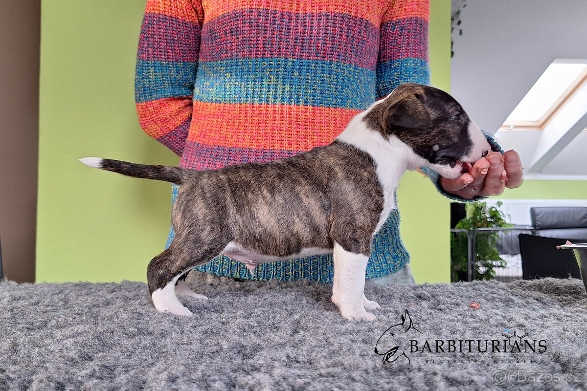 Anglický Bulteriér s PP / Bullterier, bullterrier - 5