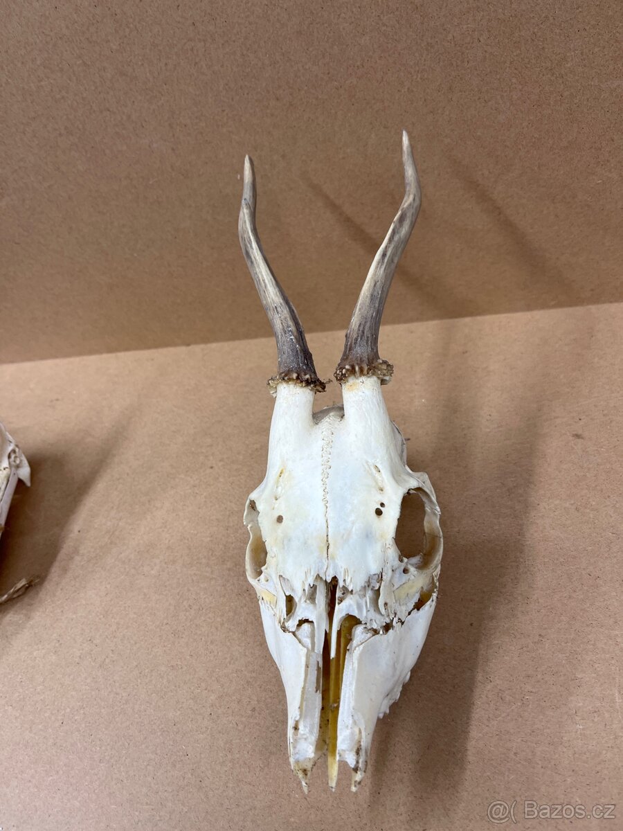 Srnčí parůžky / nůž BUCK -USA - 5