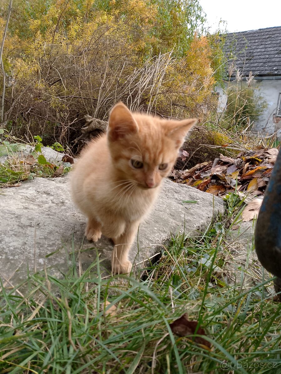 Darujeme koťě - 5