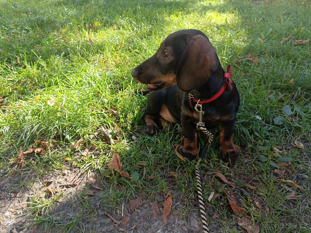 Jezevčík standard hladkosrstý bez PP - 5