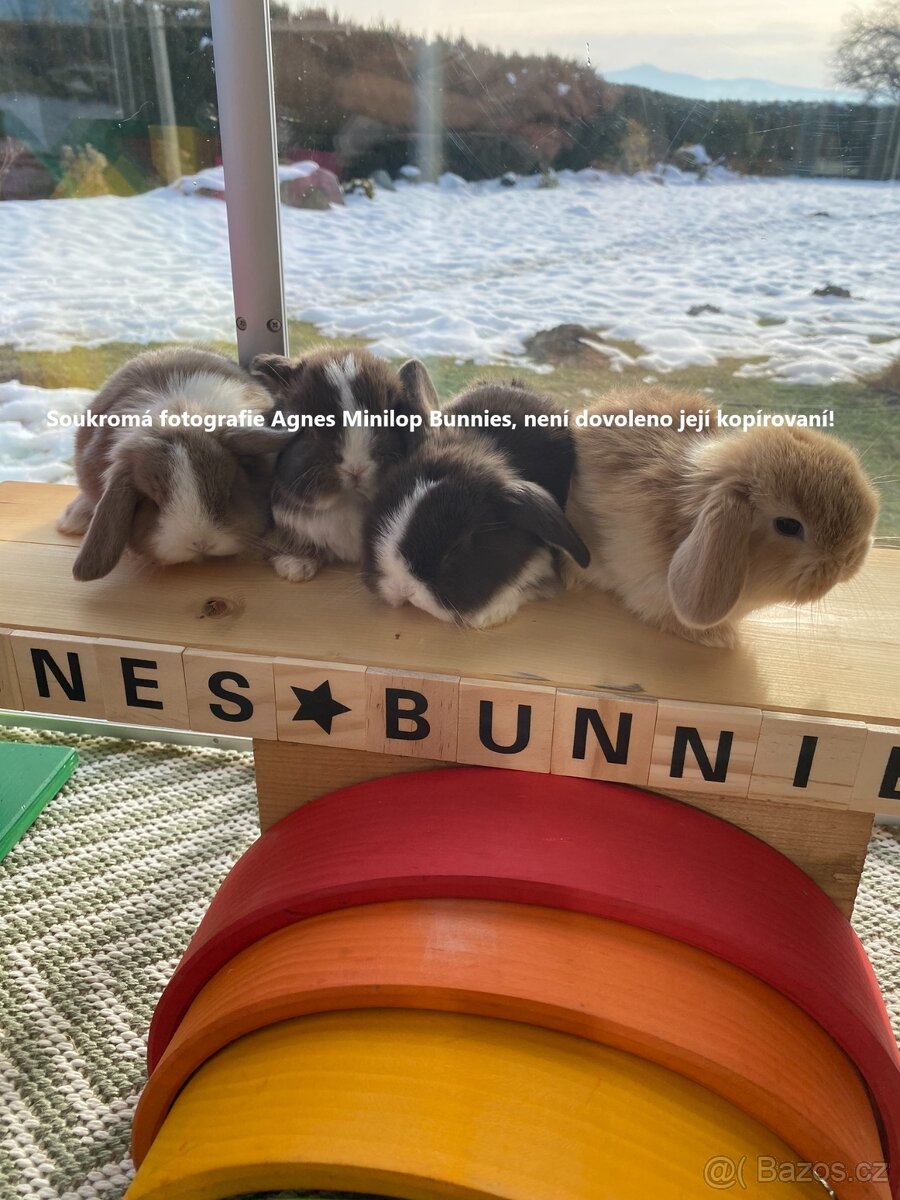 Minilop zakrslý beránek králík z chovné stanice - 5