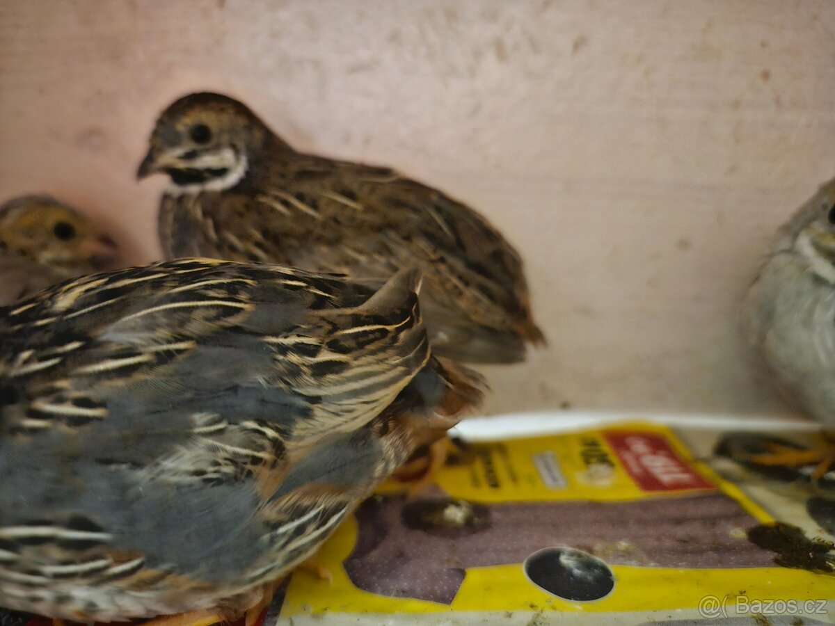 Křepelka čínská - 5