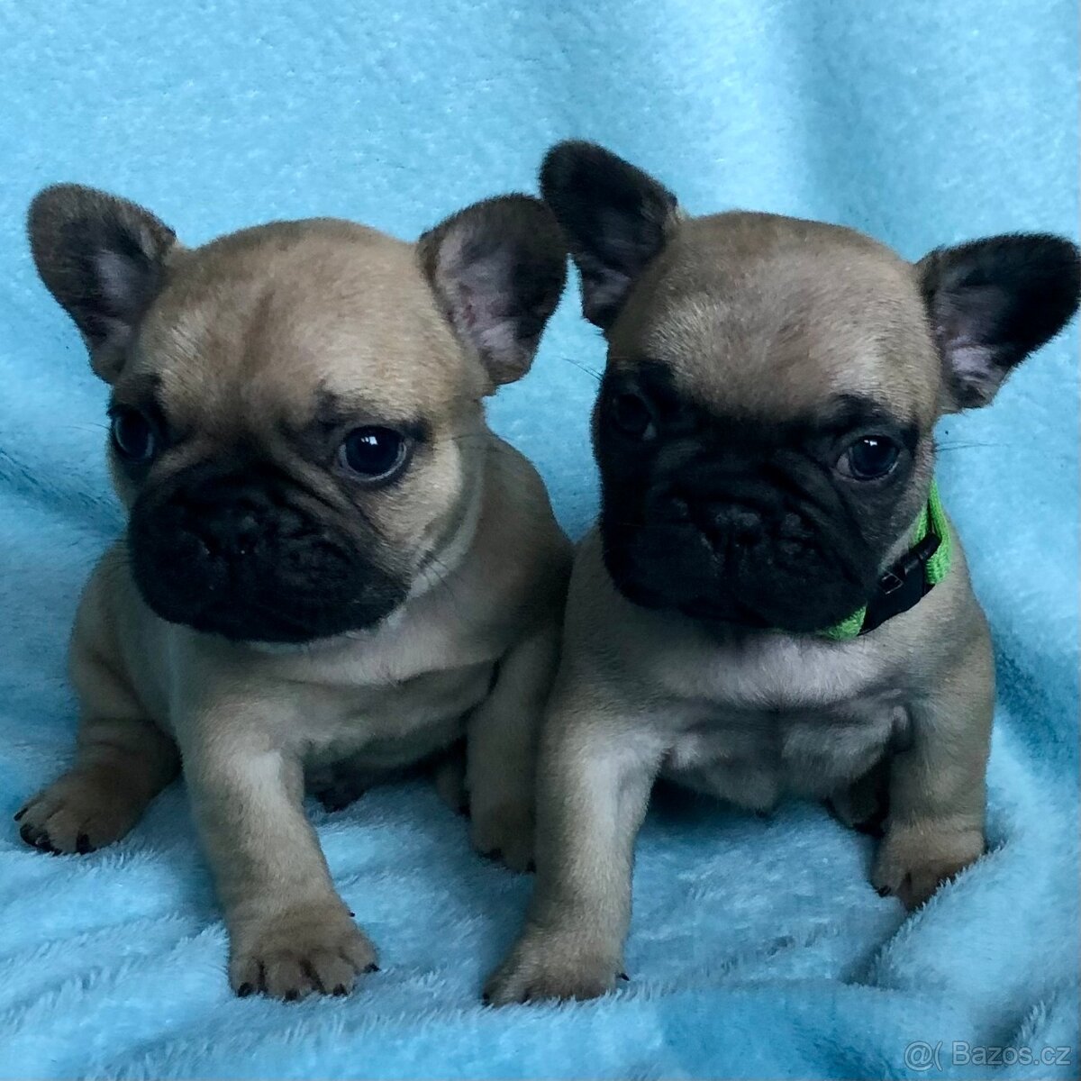 Francouzský buldoček s PP - 5