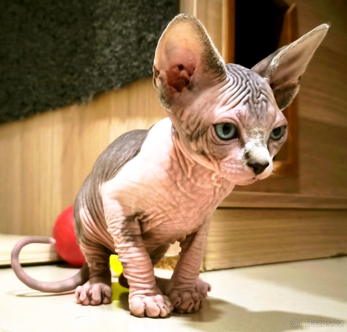 Kanadský sphynx kluk - 5