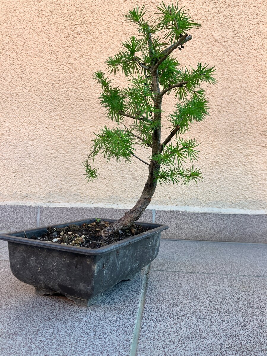Bonsai, Bonsaj, modřín opadavý - 5