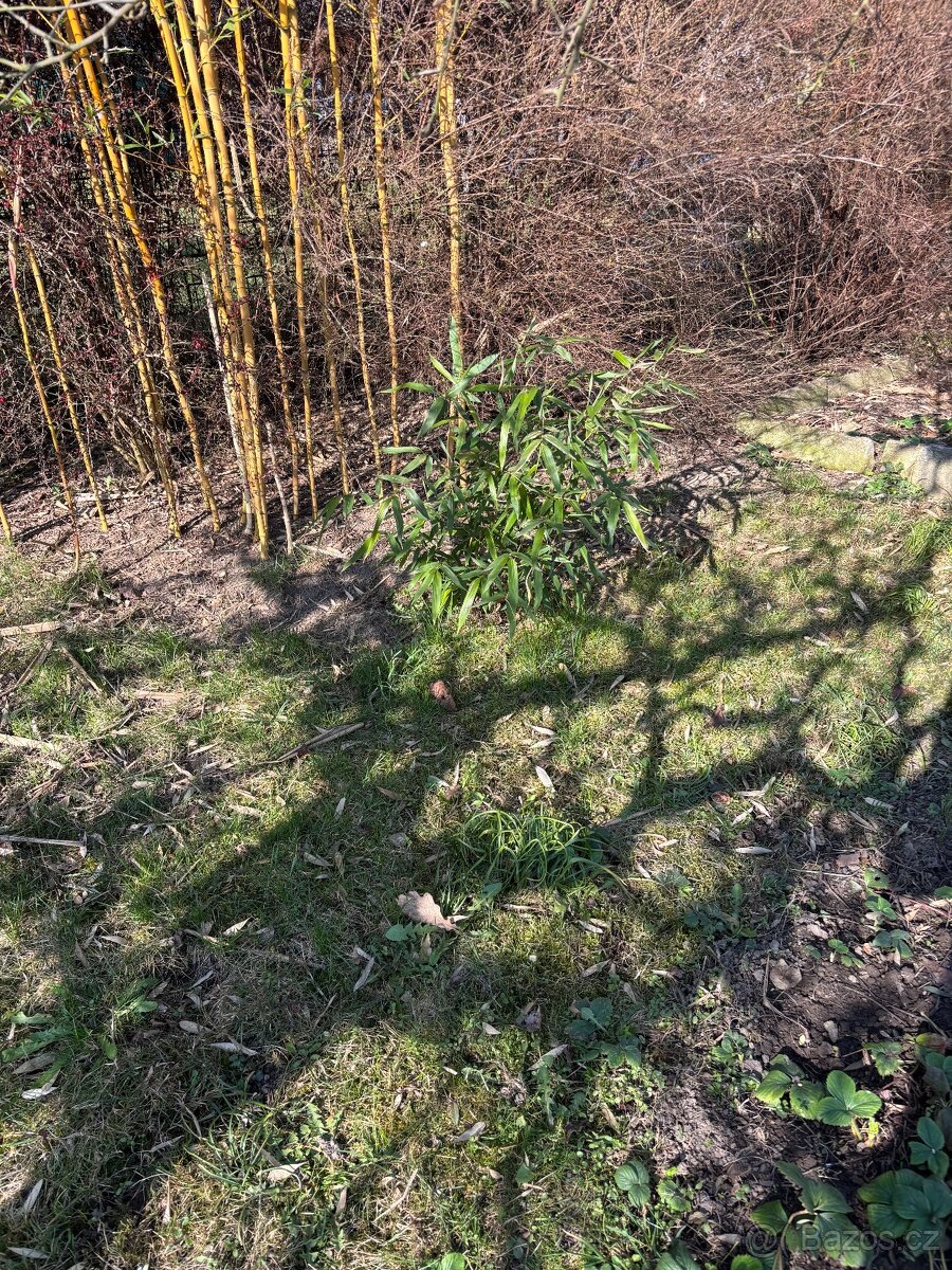 Mrazuvzdorný bambus (Phyllostachys aurea) sazenice - 5