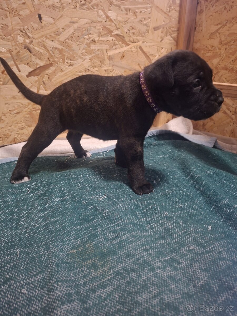 Cane corso - 5