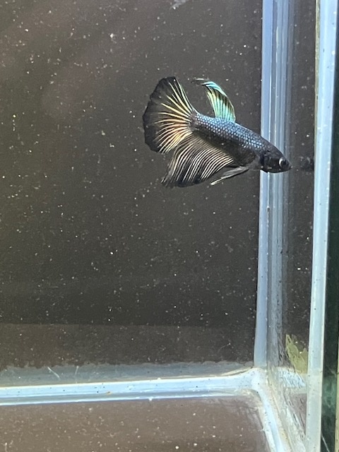 Betta bojovnice - samec 06 - 5