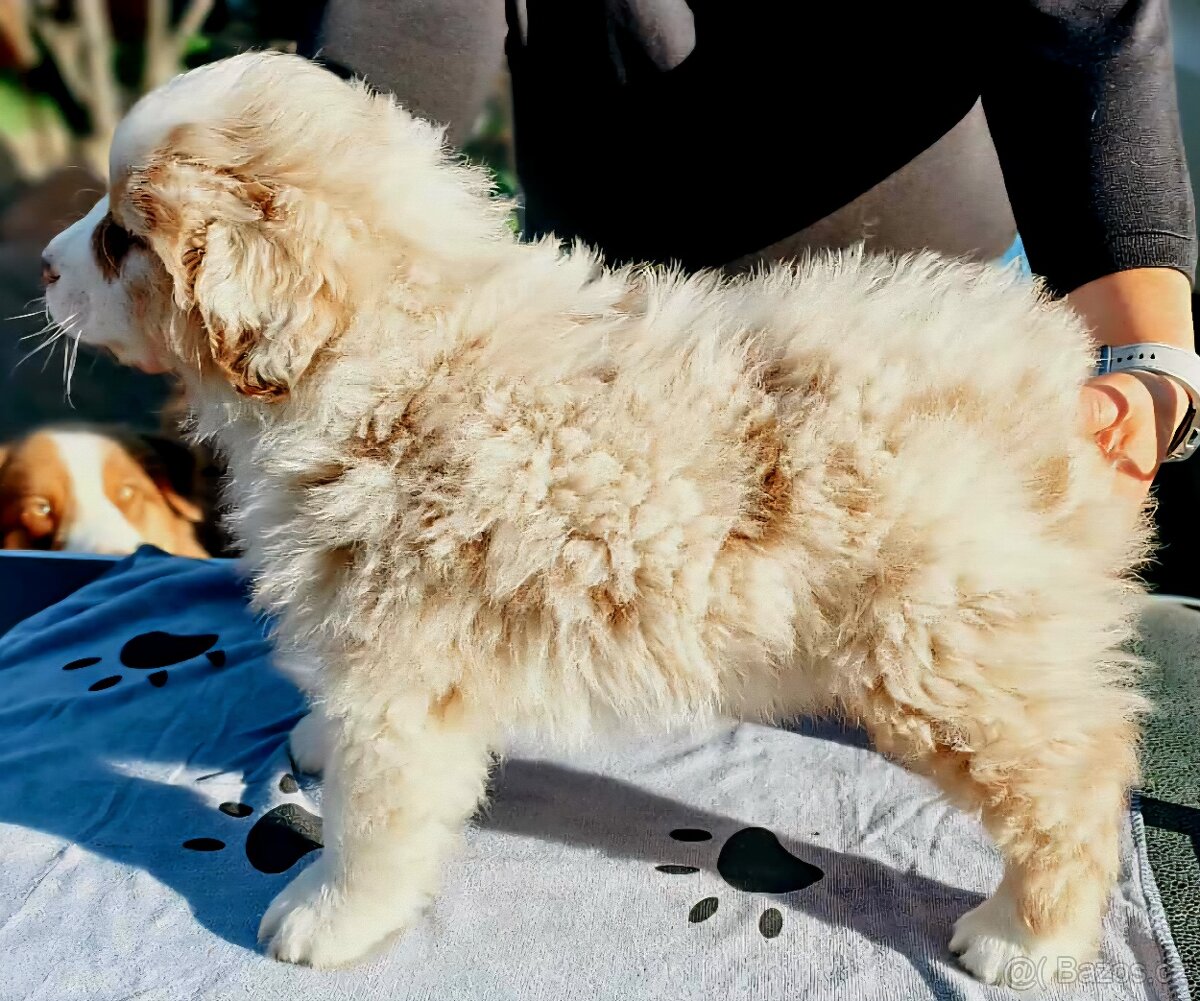 Australský ovčák s PP - 5