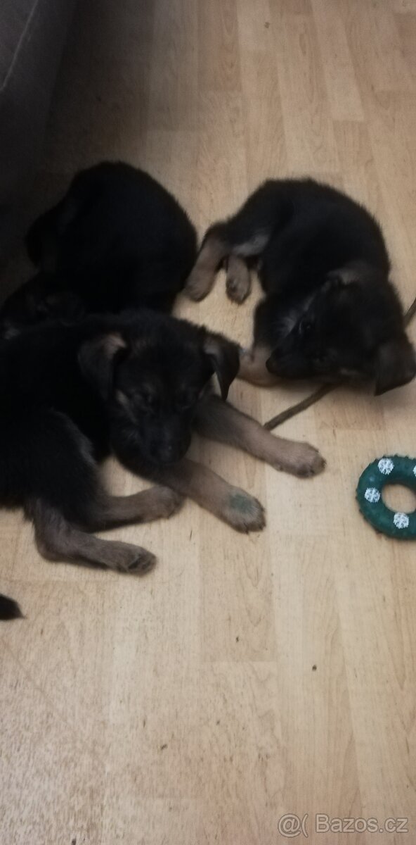 Nemecky ovčák typu Rex(štěňata) - 5