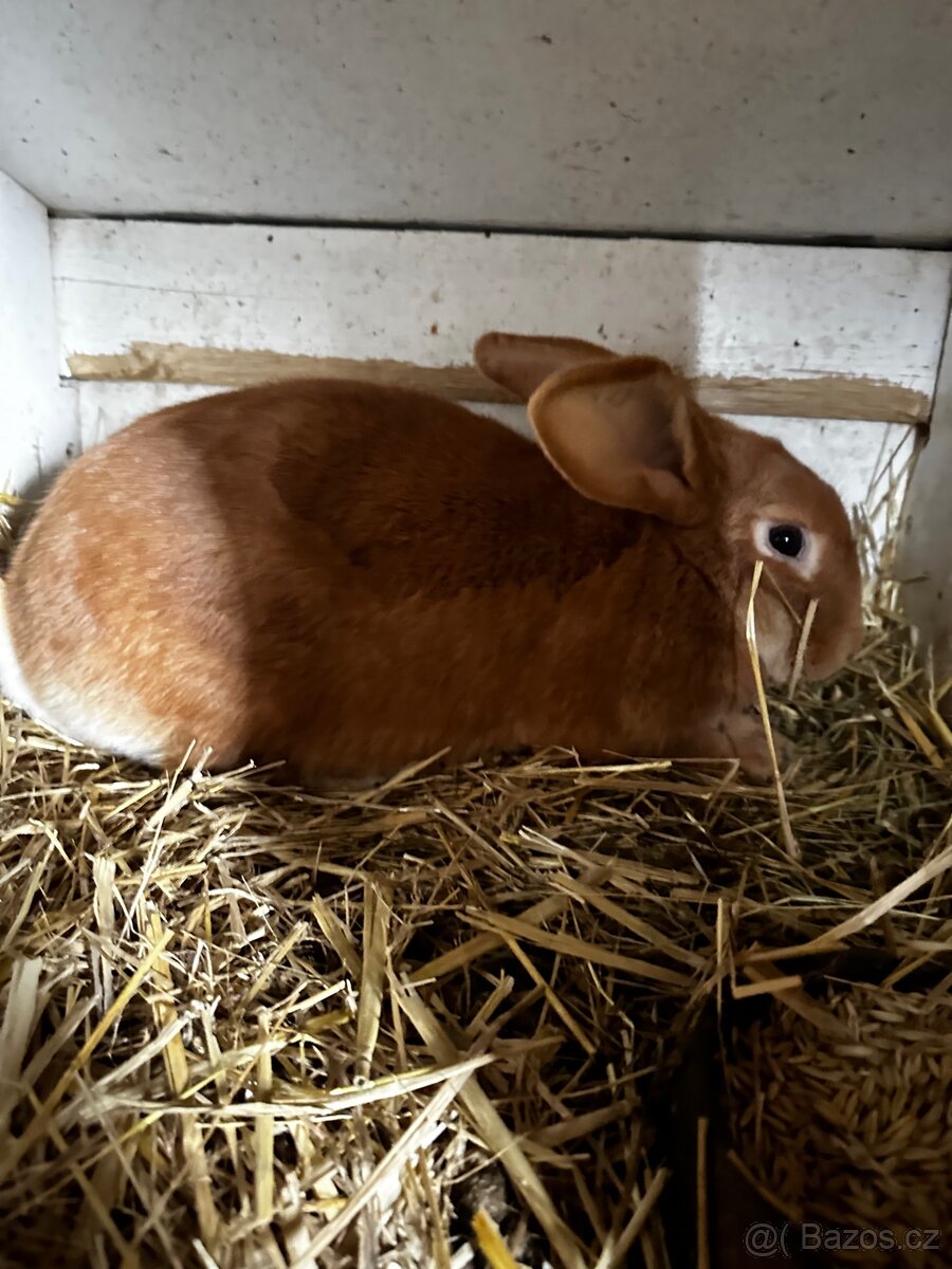 Králíkárna s králíky - 5