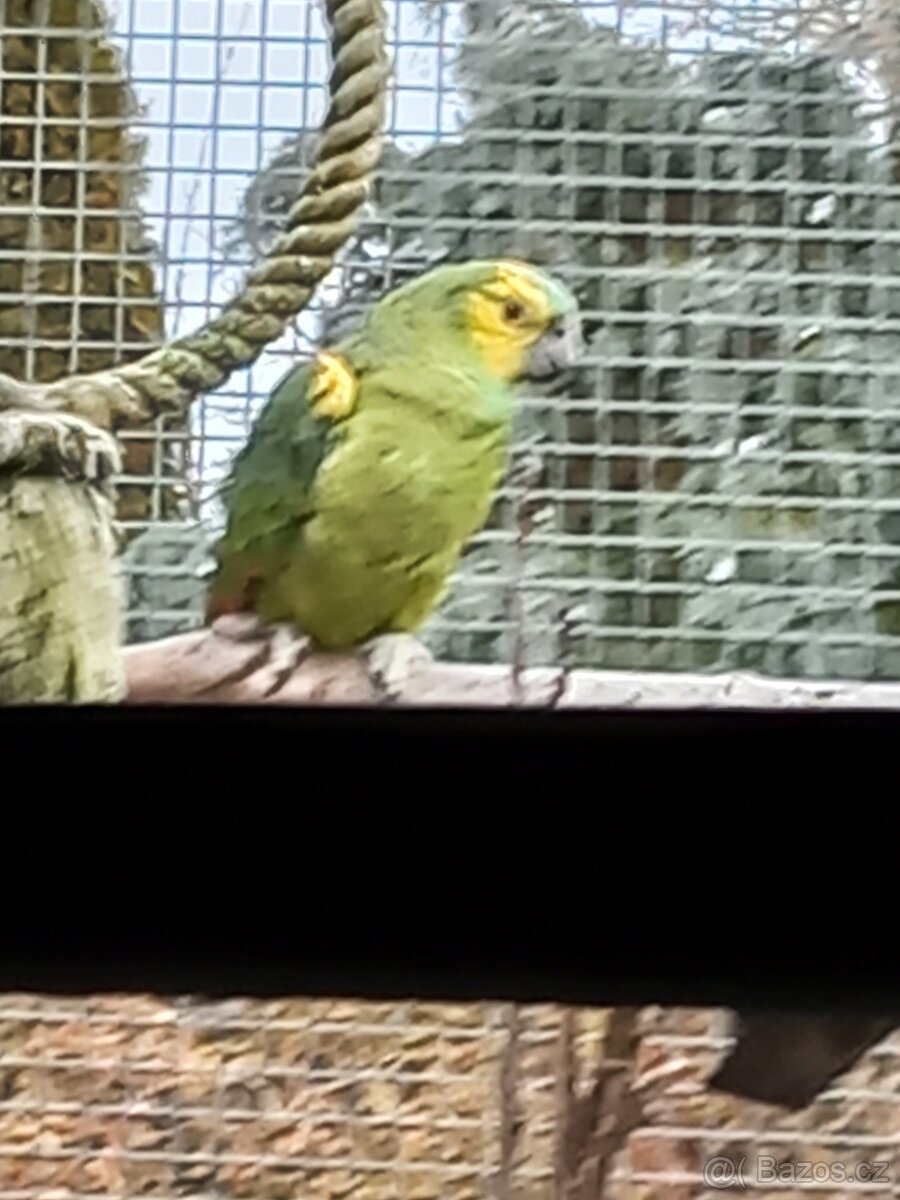 Amazoňan modročelý - 5