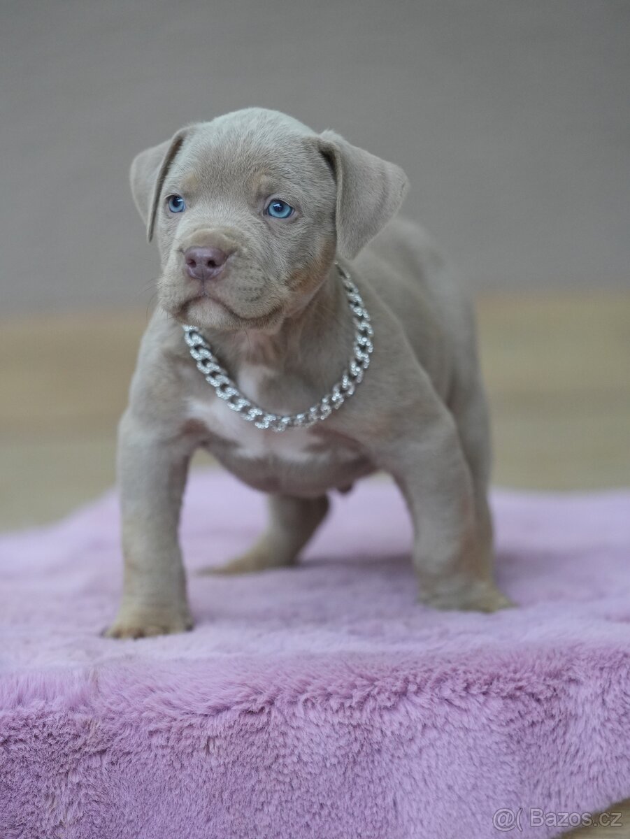 American Bully XL / XXL - 5