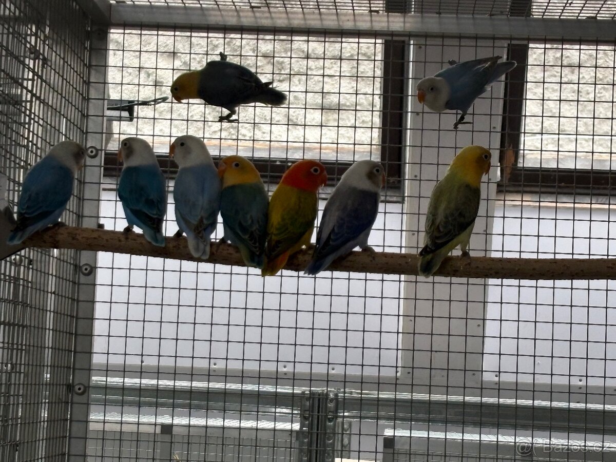 Agapornis fischeri - 5