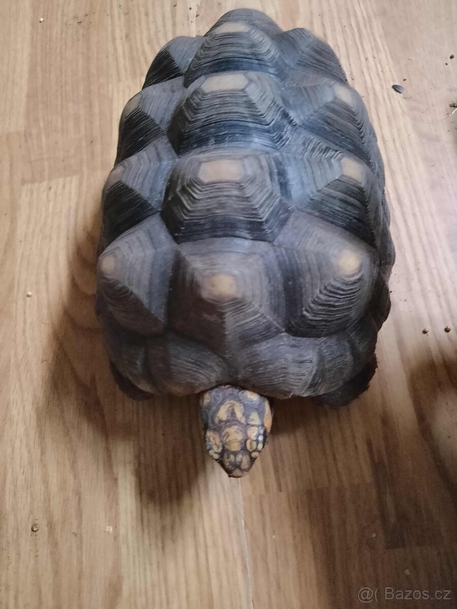 želva - 5