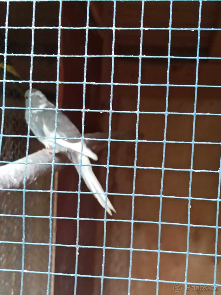 Kakariki chovný pár - 5