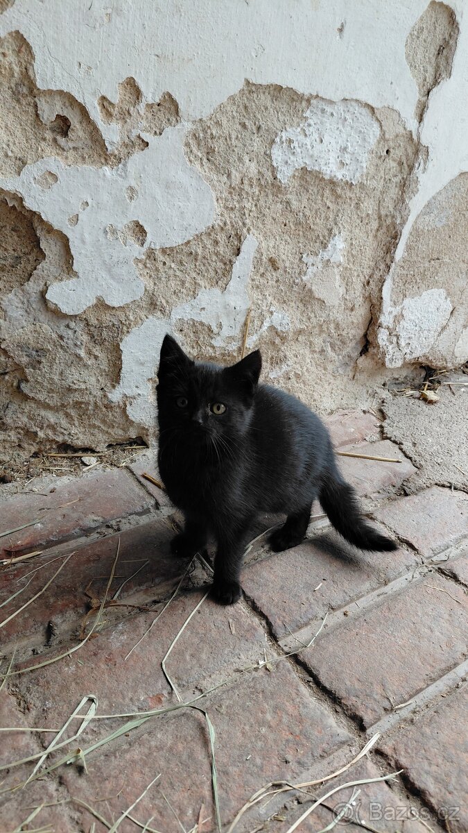 DARUJI KOŤÁTKA - 5