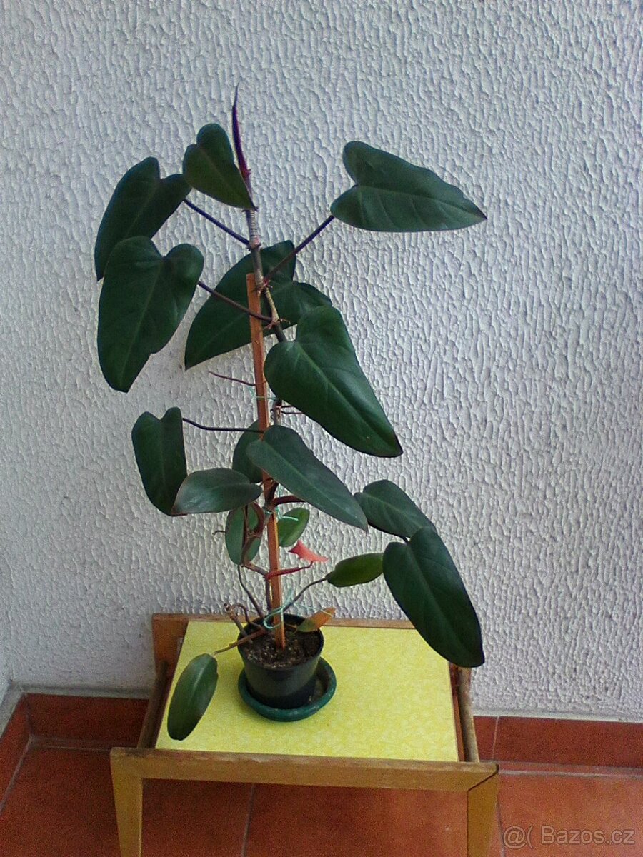 Pokojové květiny - 5