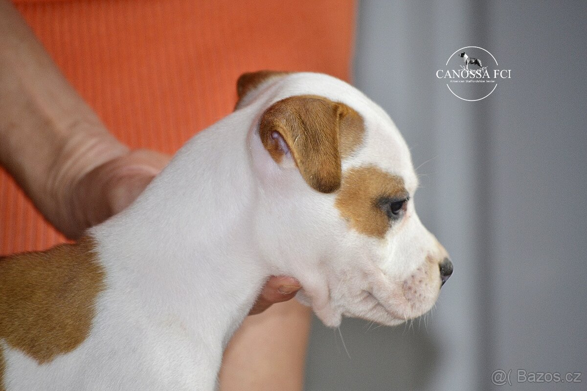 Americký stafordšírský teriér, fenka po rodičích z USA - 5