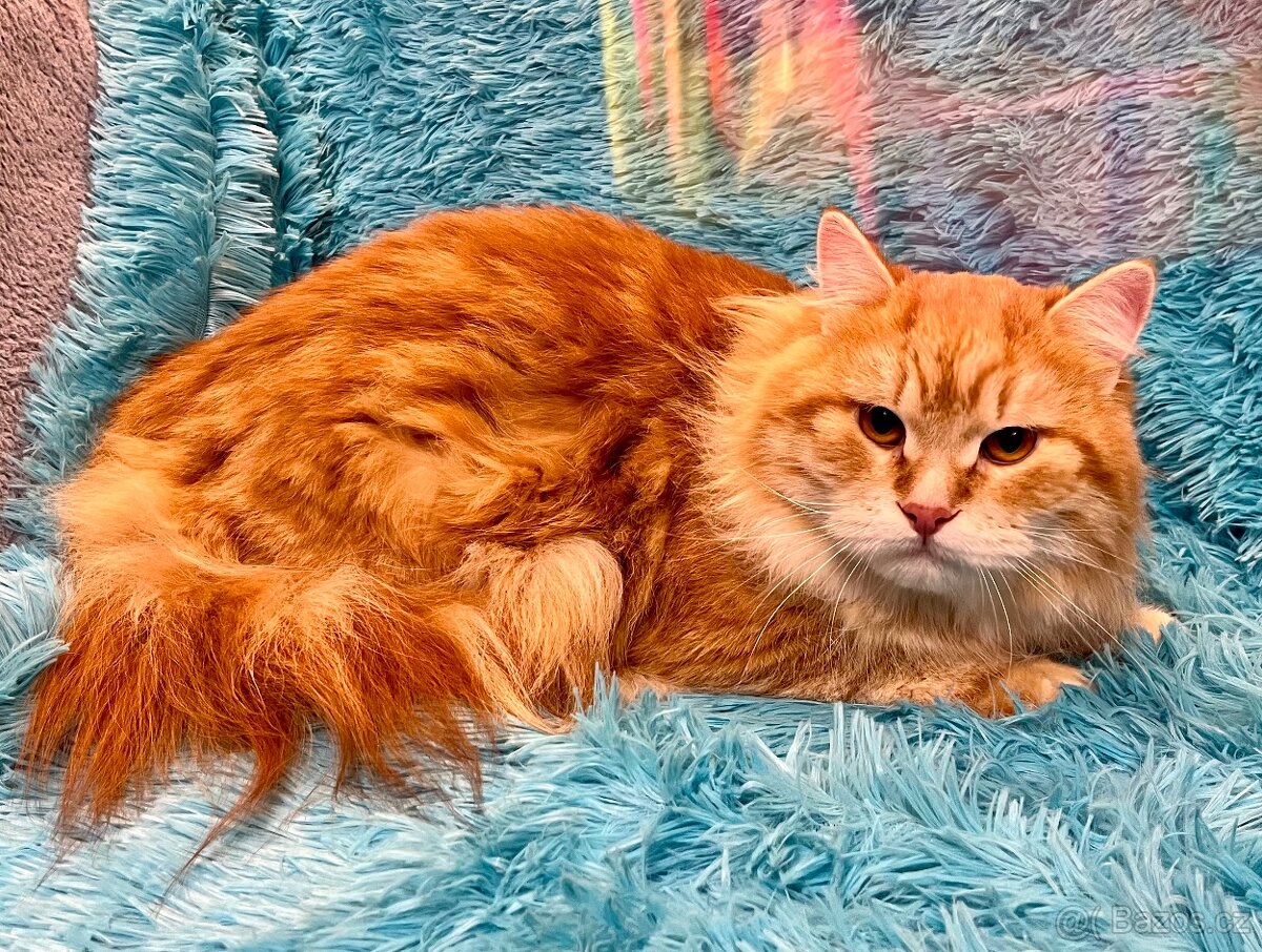 Sibiřská kočka a kocour 1,5 roku s PP - 5