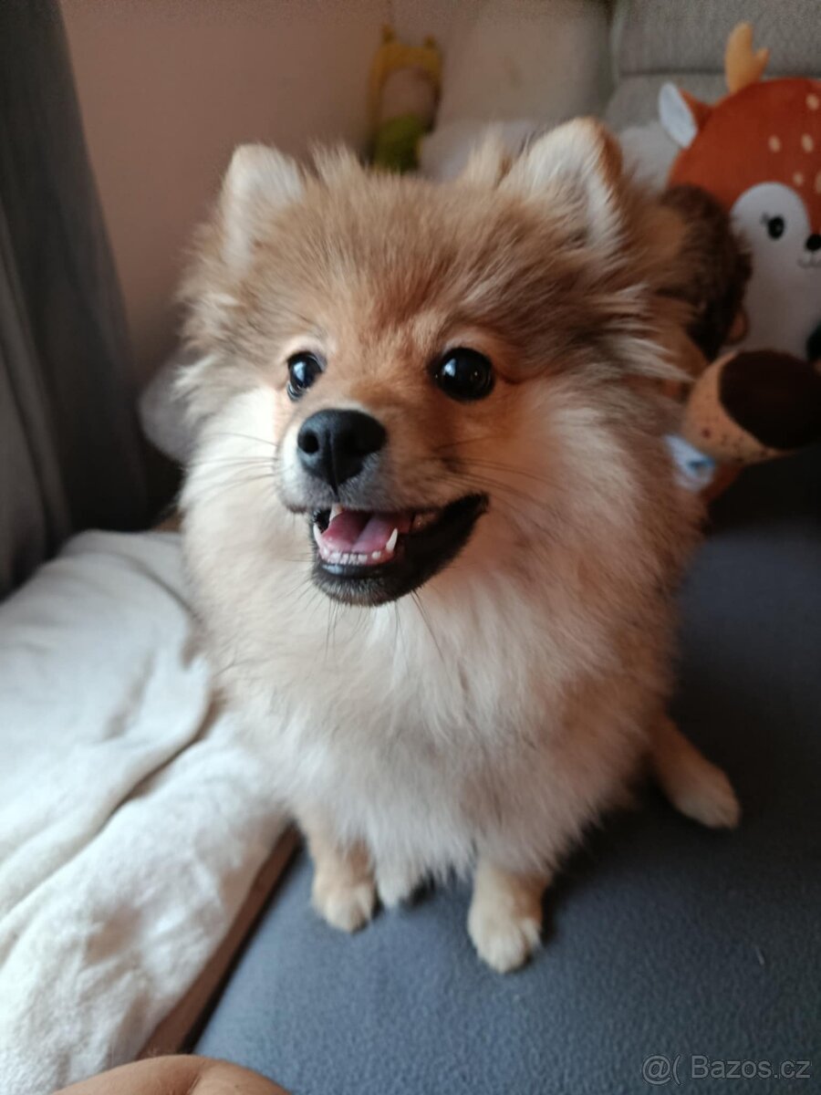 Německý špic. - 5