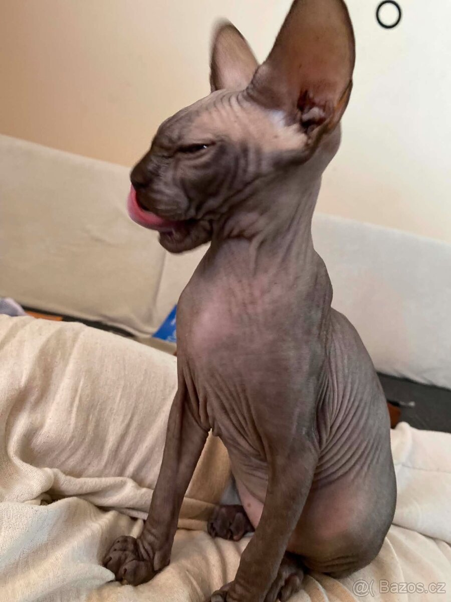 SPHYNX koťátko bez PP - 5