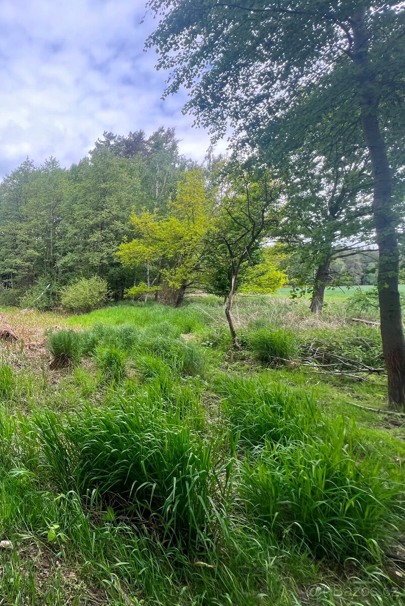 Prodáme pozemky o výměře 8.015m2, Studnice u Lodhéřova - 5