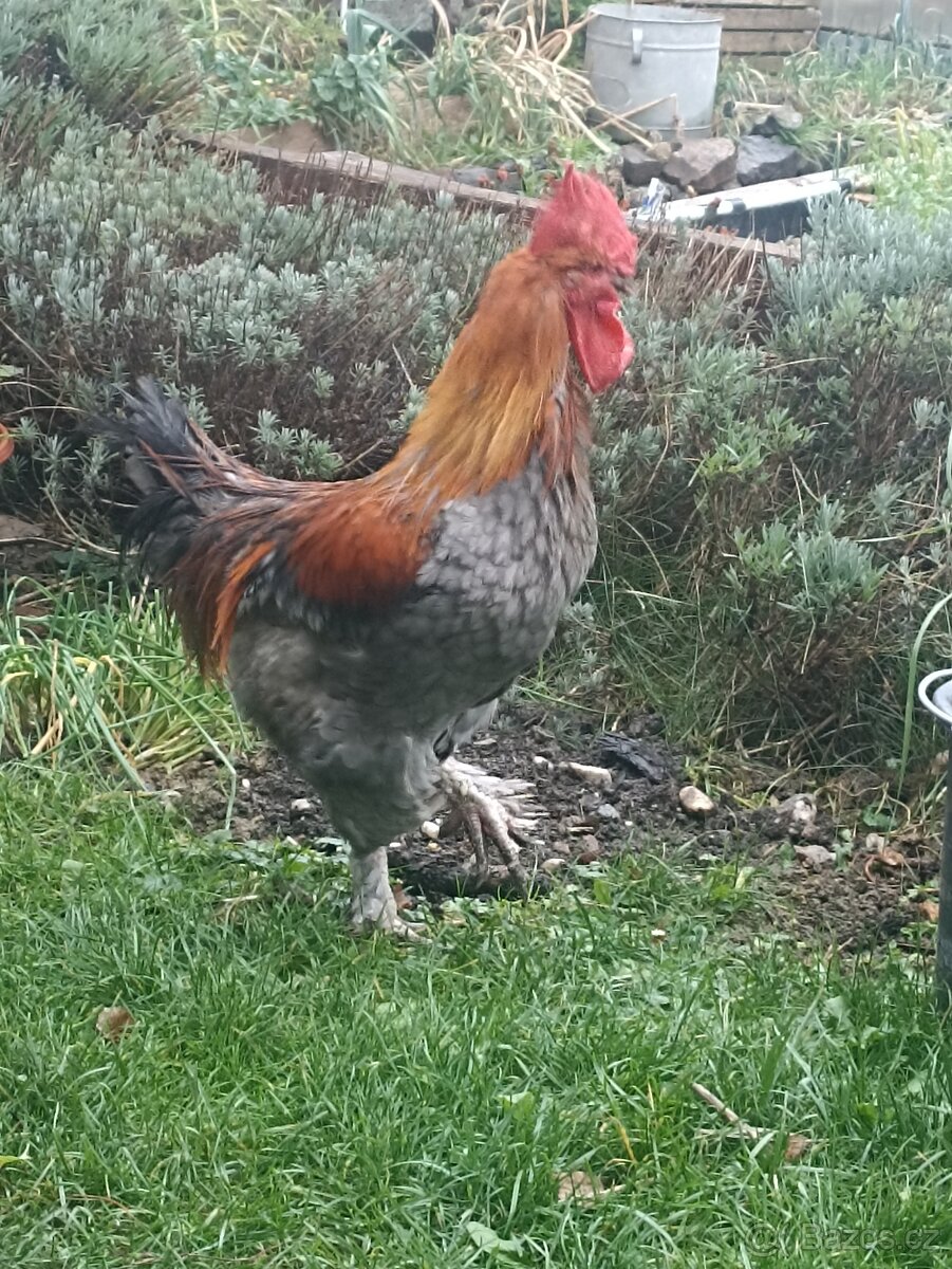 Maranský kohout - k odběru co nejdříve - 5