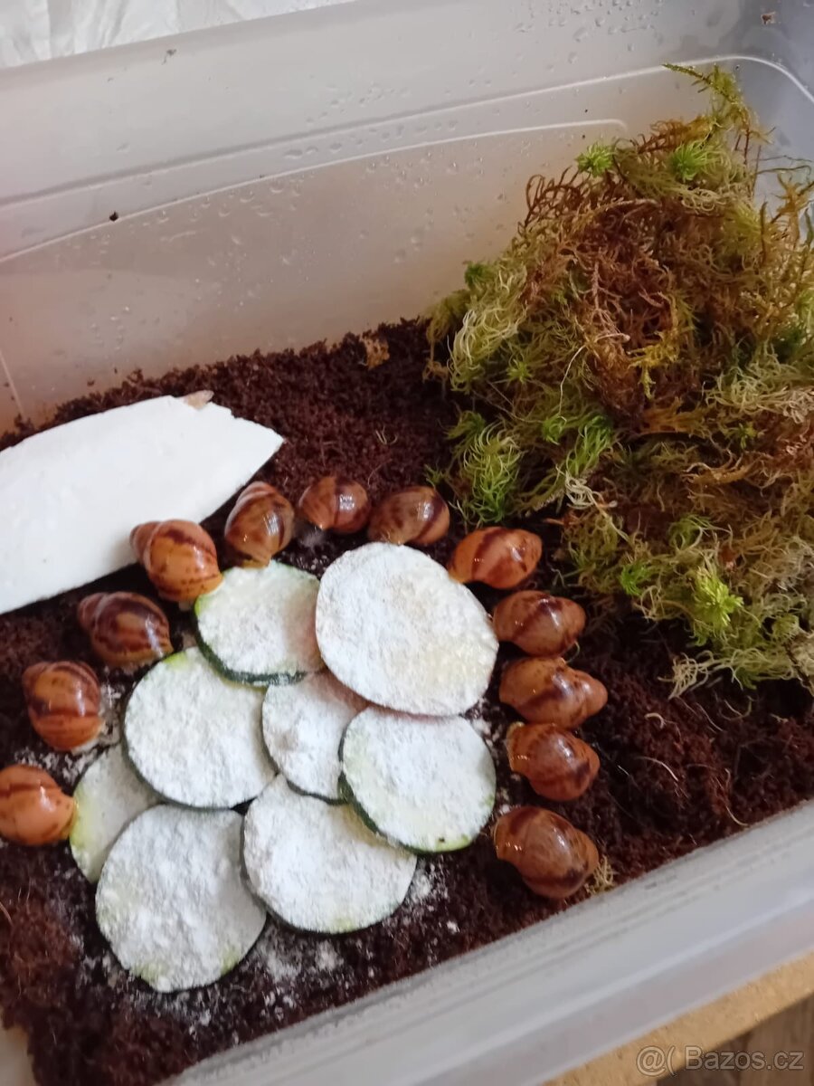 Africký šnek Archachatina Marginální suturalis - 5