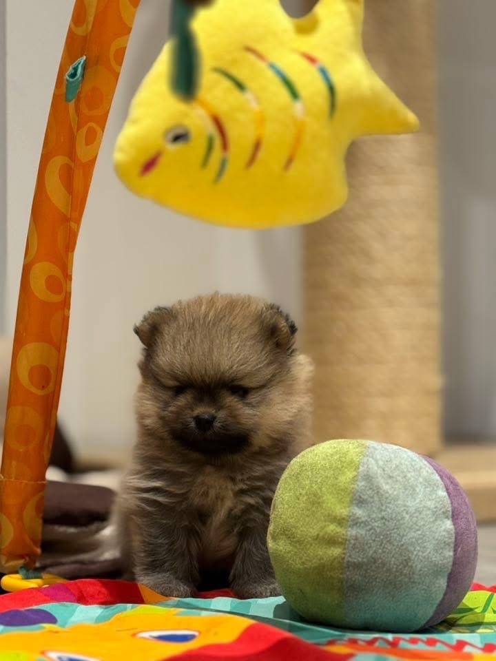 Pomeranian - luxusní štěňátka - 5