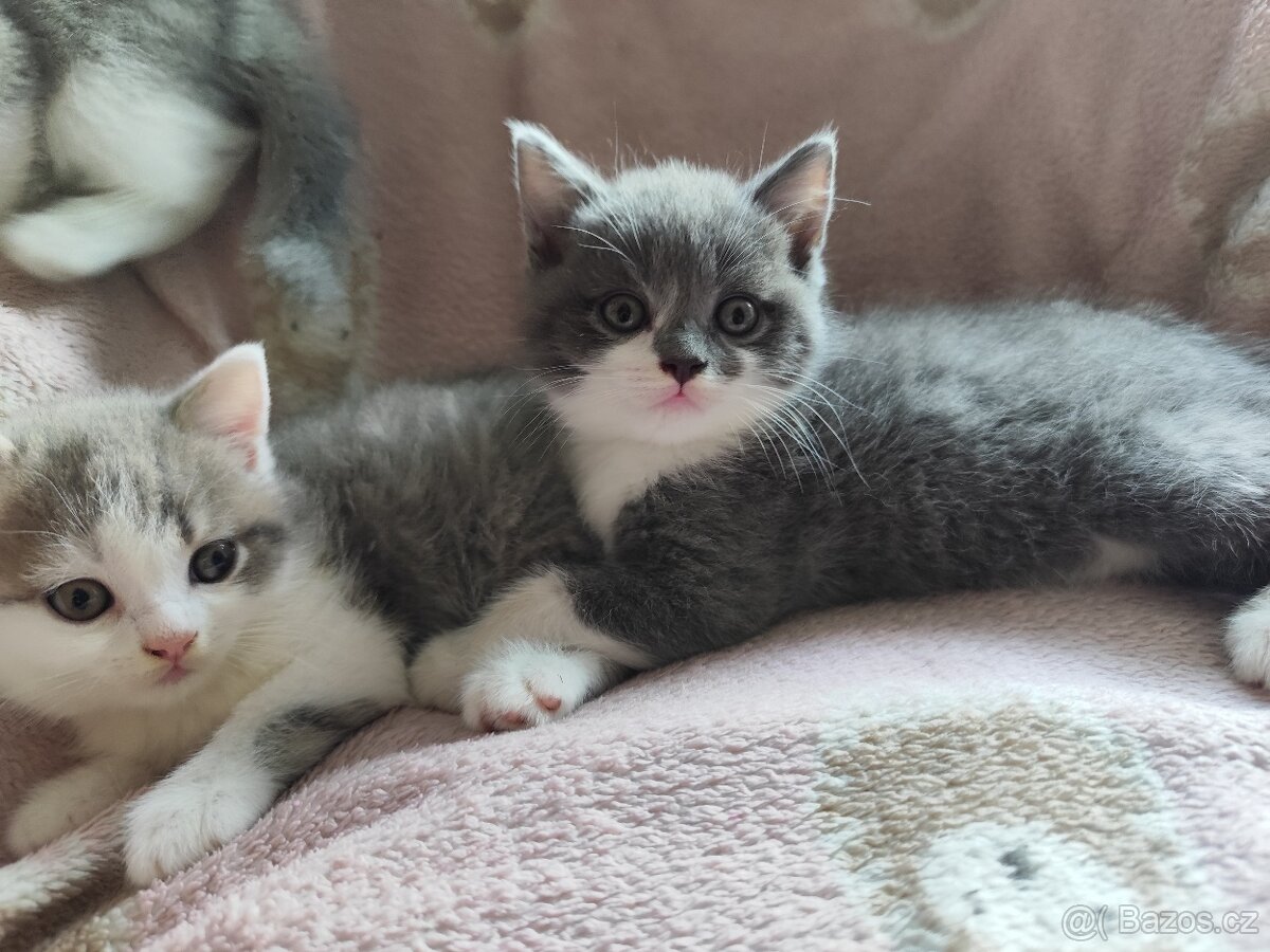 Britská koťátka modrá bicolor - 5