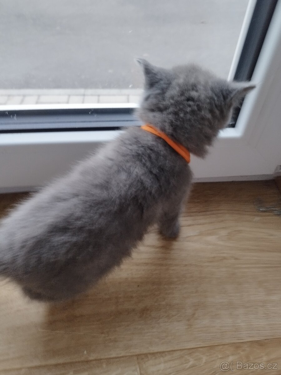 Prodám britská modrá koťátka - 5