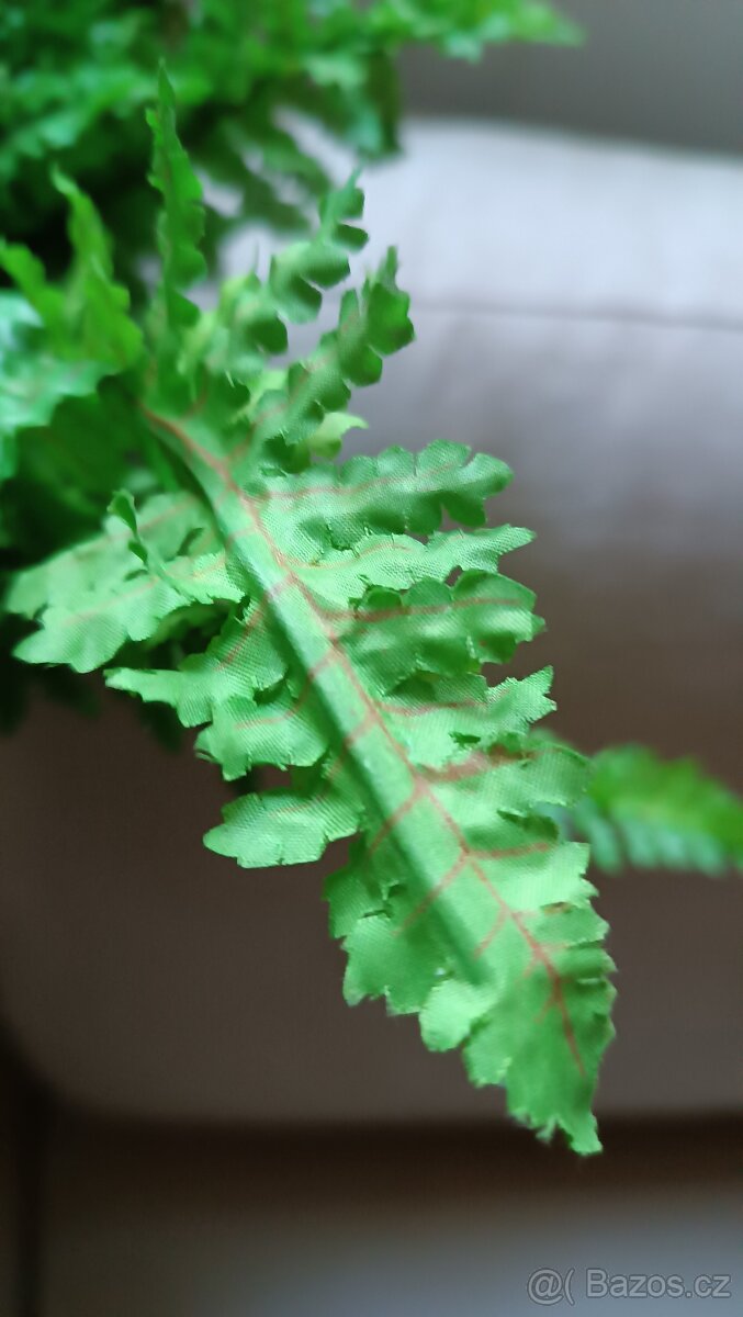 Umělé kapradí - 5