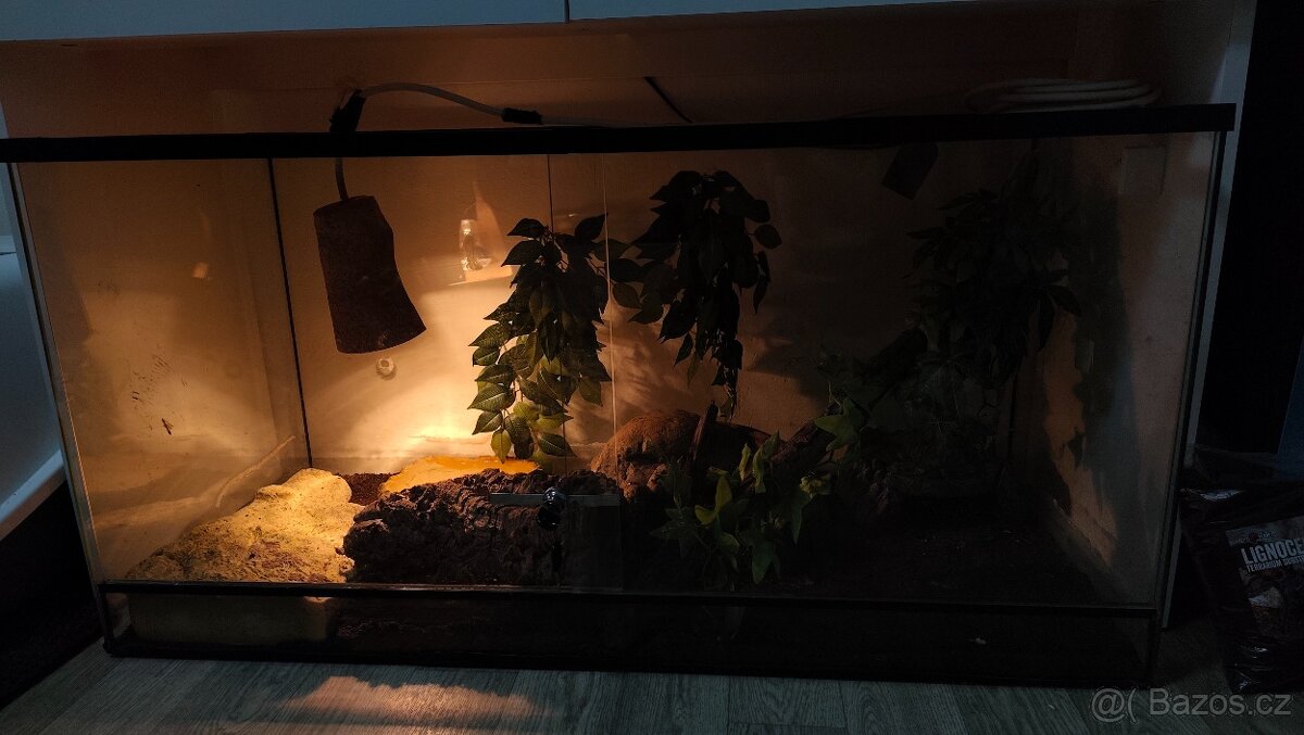 Krajta královská - 5