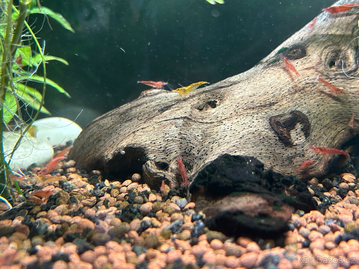 Sladkovodní krevetky – barevný mix Neocaridina (Černošice) - 5