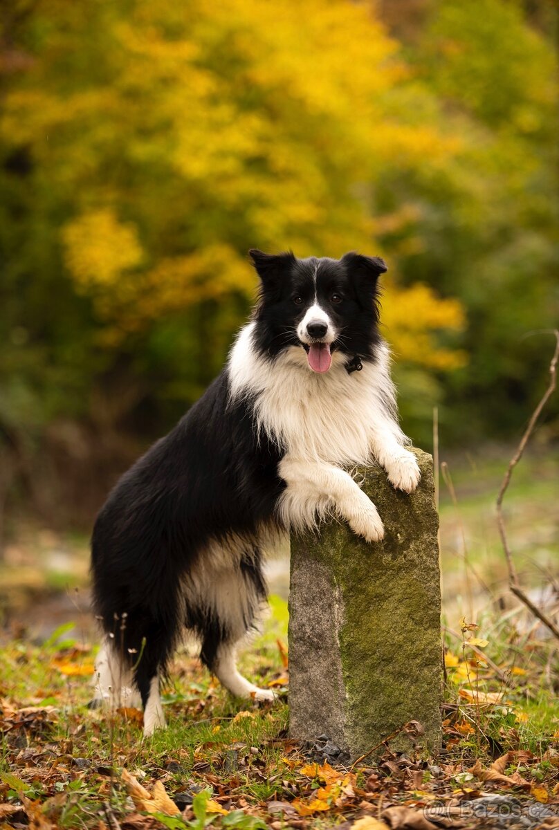 Border Kolie - ke krytí - 5