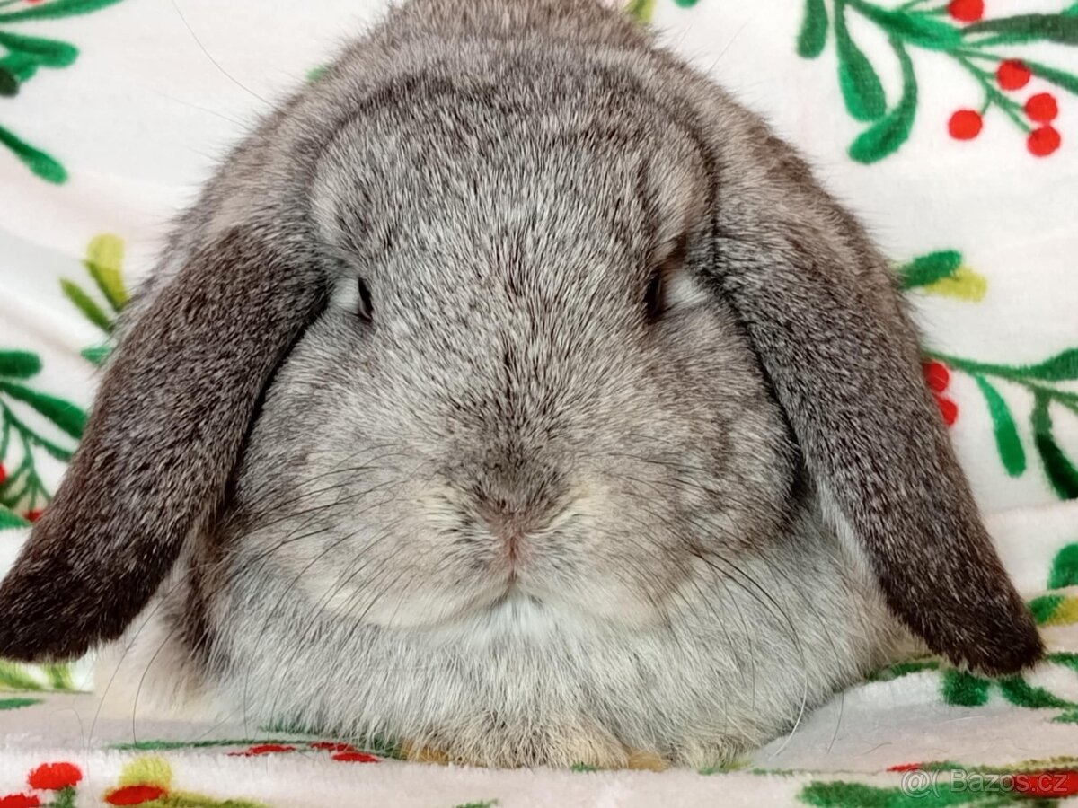 Samička Zakrslý Beránek MiniLop ❤️ - 5