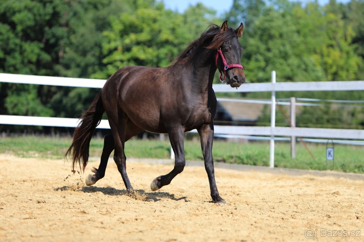 Z jara 3 letý valach Barock pinto - Frís - 5