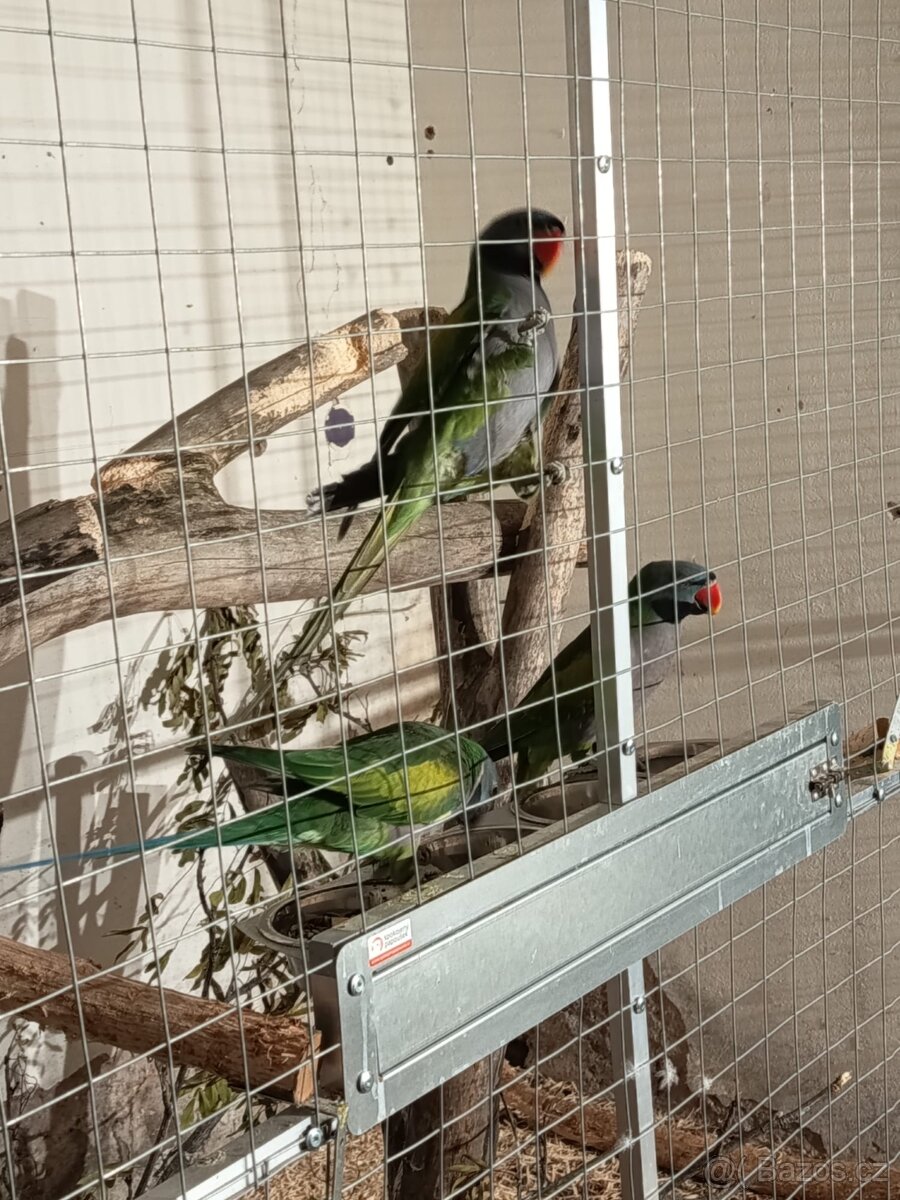 Alexandr Čínský 2.2 - 5