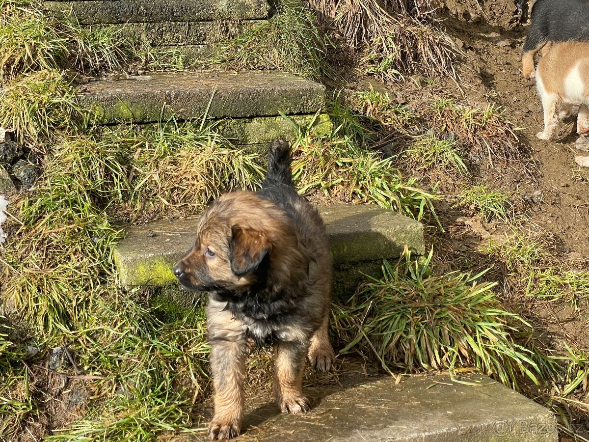 Štěně Border kolie/Malinsky ovčák odběr od 27.2 - 5