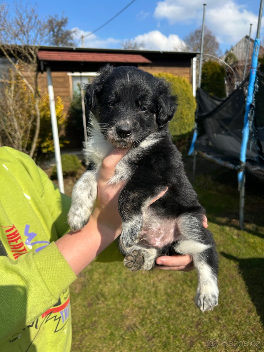 Kříženci Border kolie - 5