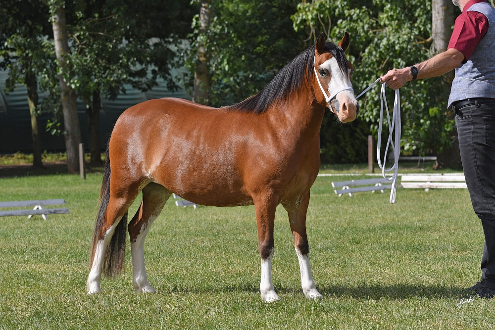 Welsh mountain pony, sekce A - 5