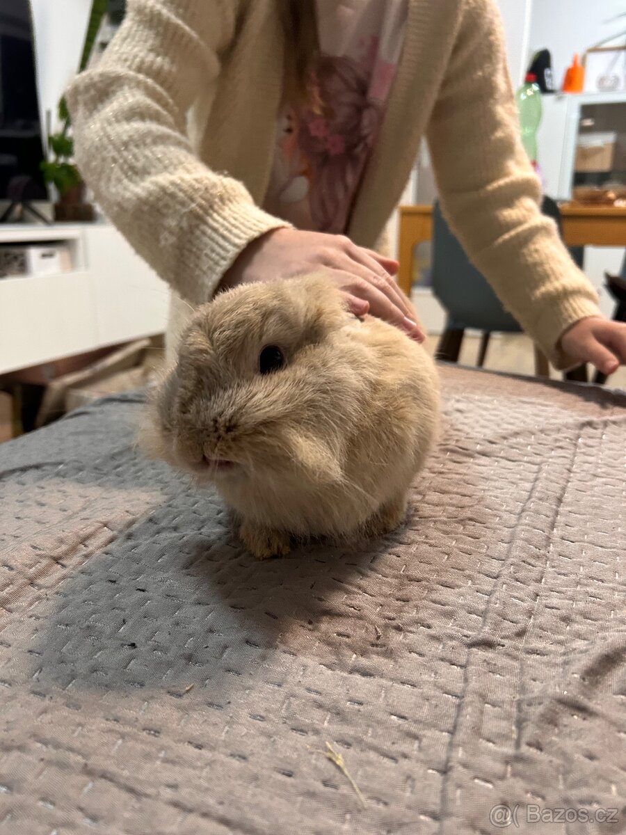 Zakrslý králík - 5