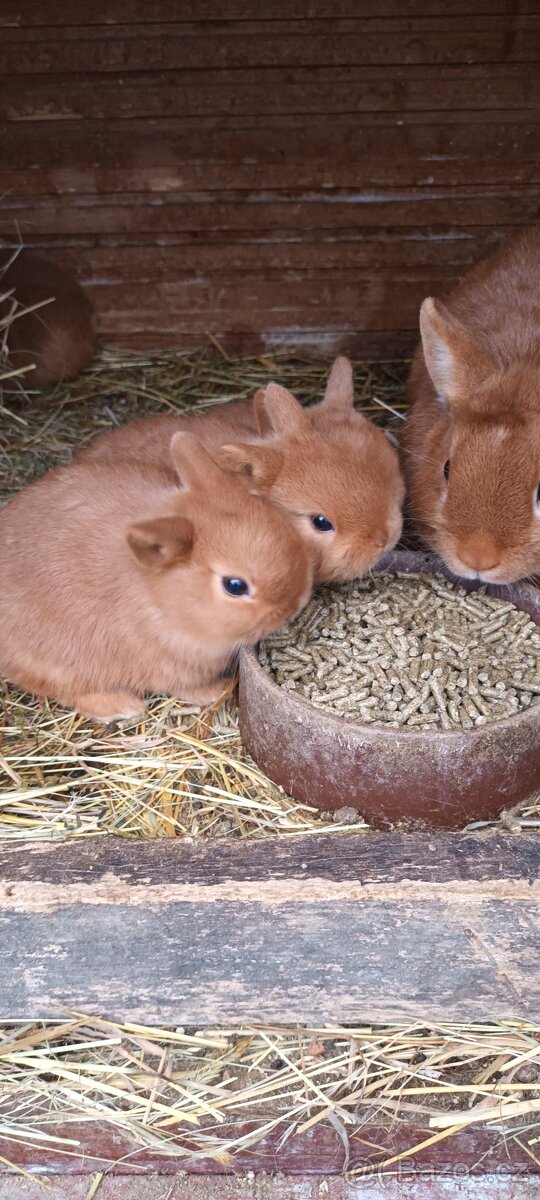 Zakrslý červený králík - 5