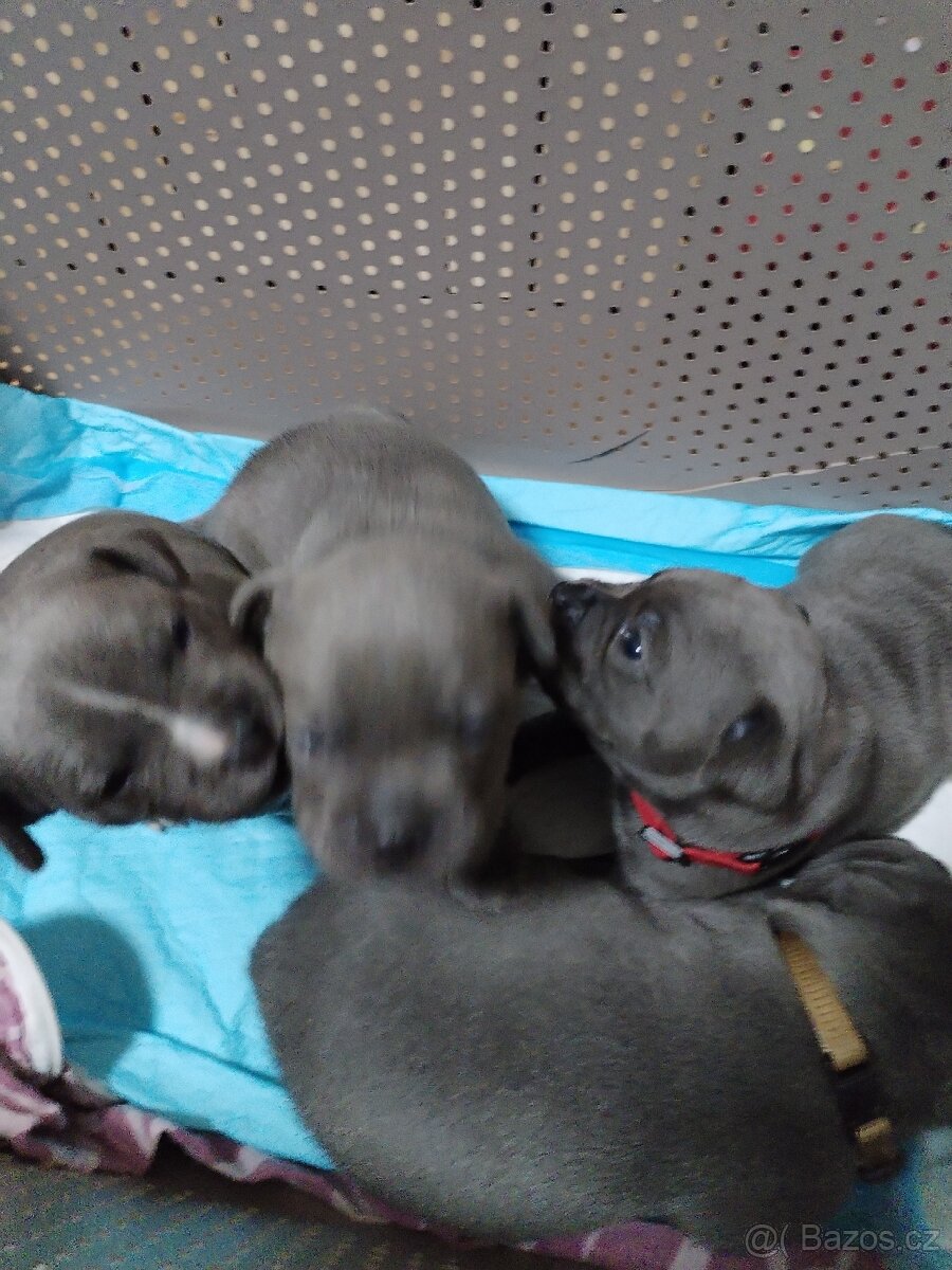 Štěňátka - 5